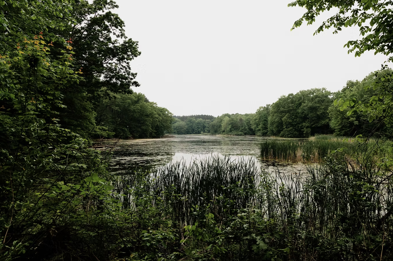 A serene river scene surrounded by dense green trees, with tall grasses at the water's edge and a quiet, overcast sky.