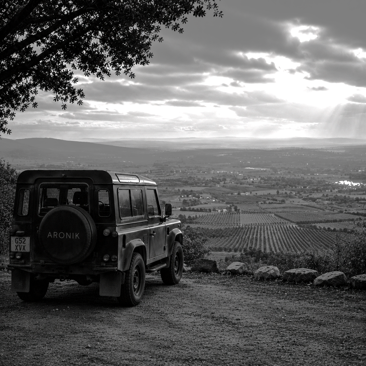 Winesap Grove