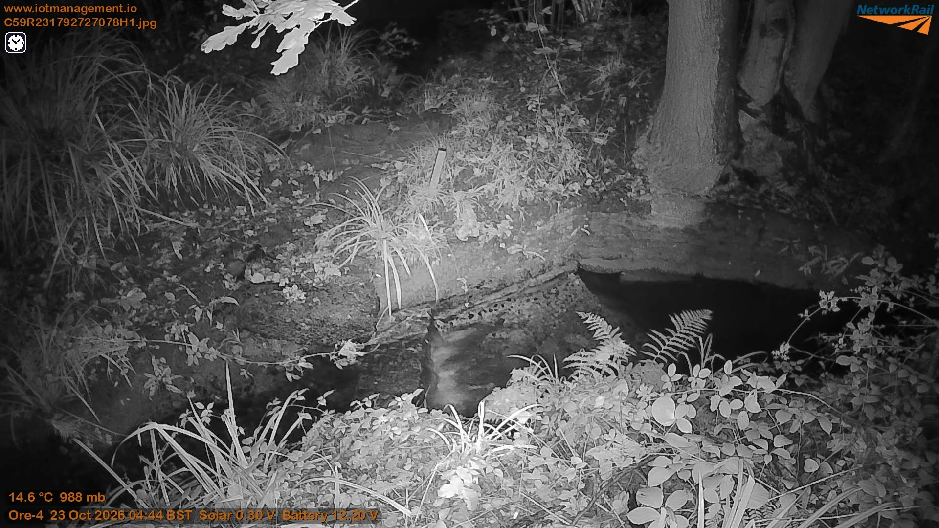 Nighttime outdoor scene with a small stream or pond surrounded by various plants, trees, and rocks, captured in black and white.