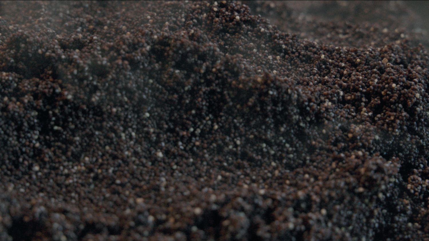 poppyseed.png