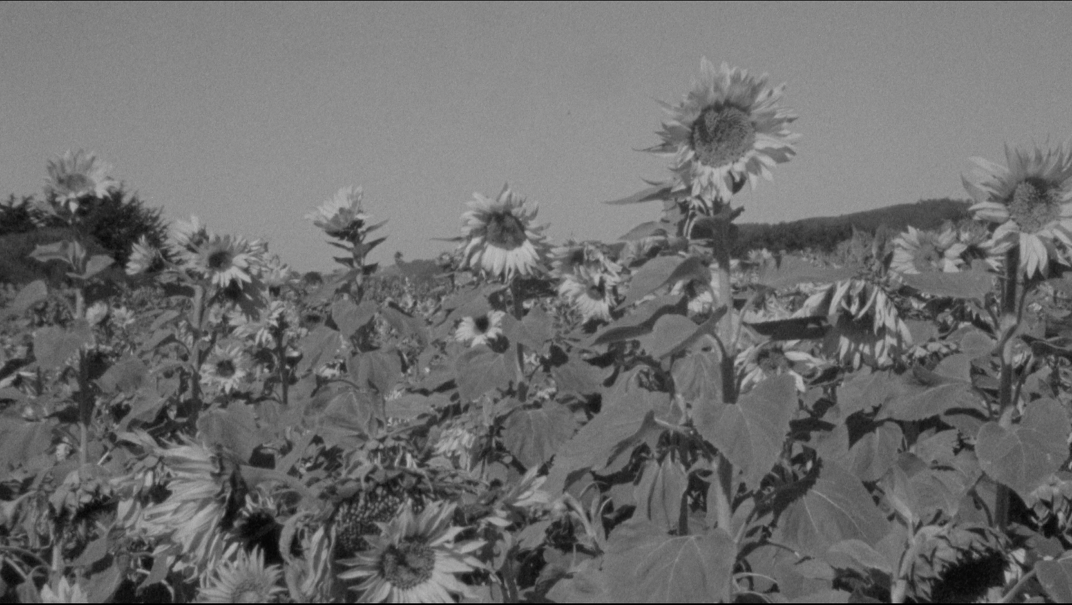mhiofSunflowers.png