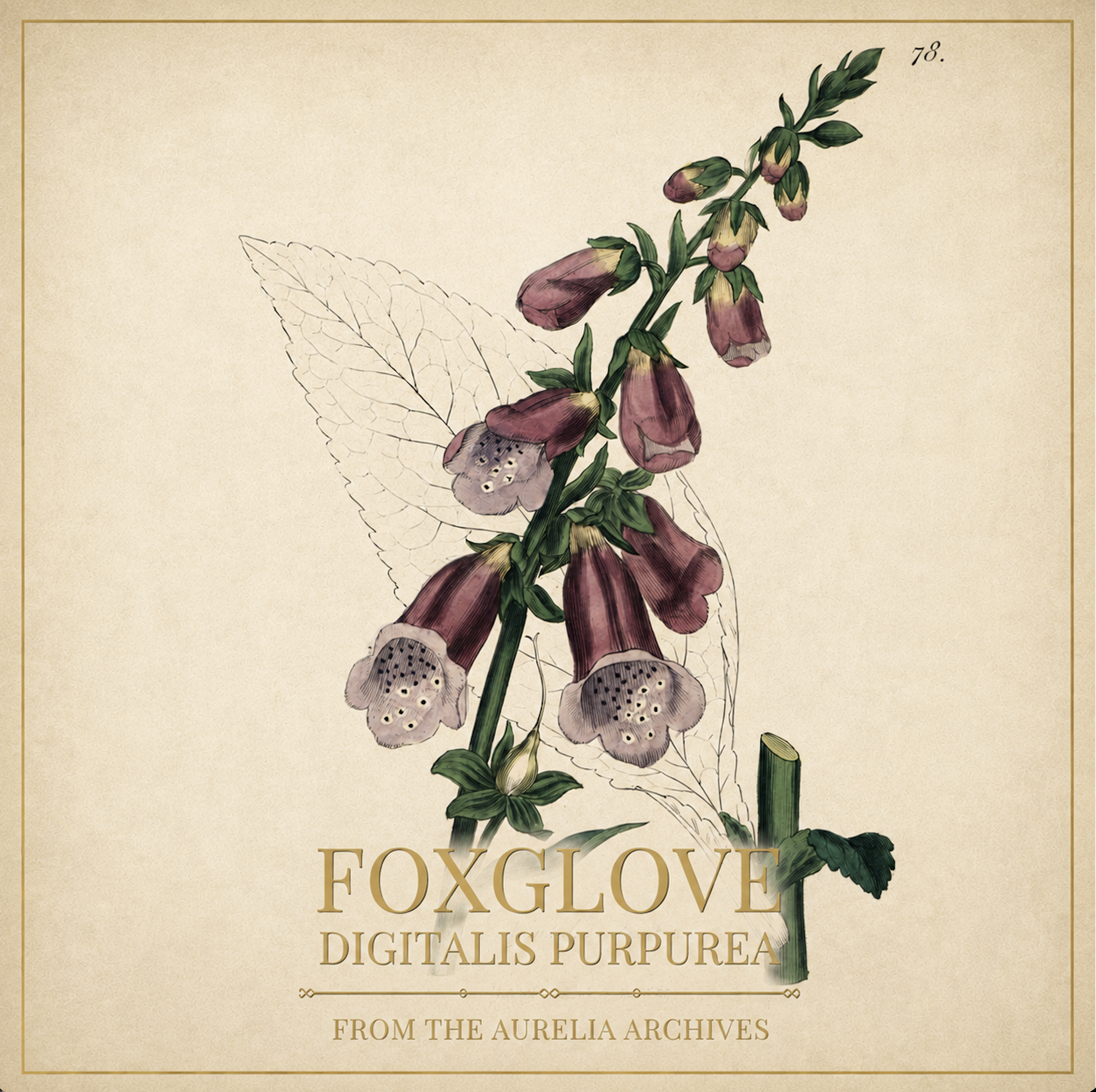 foxglove