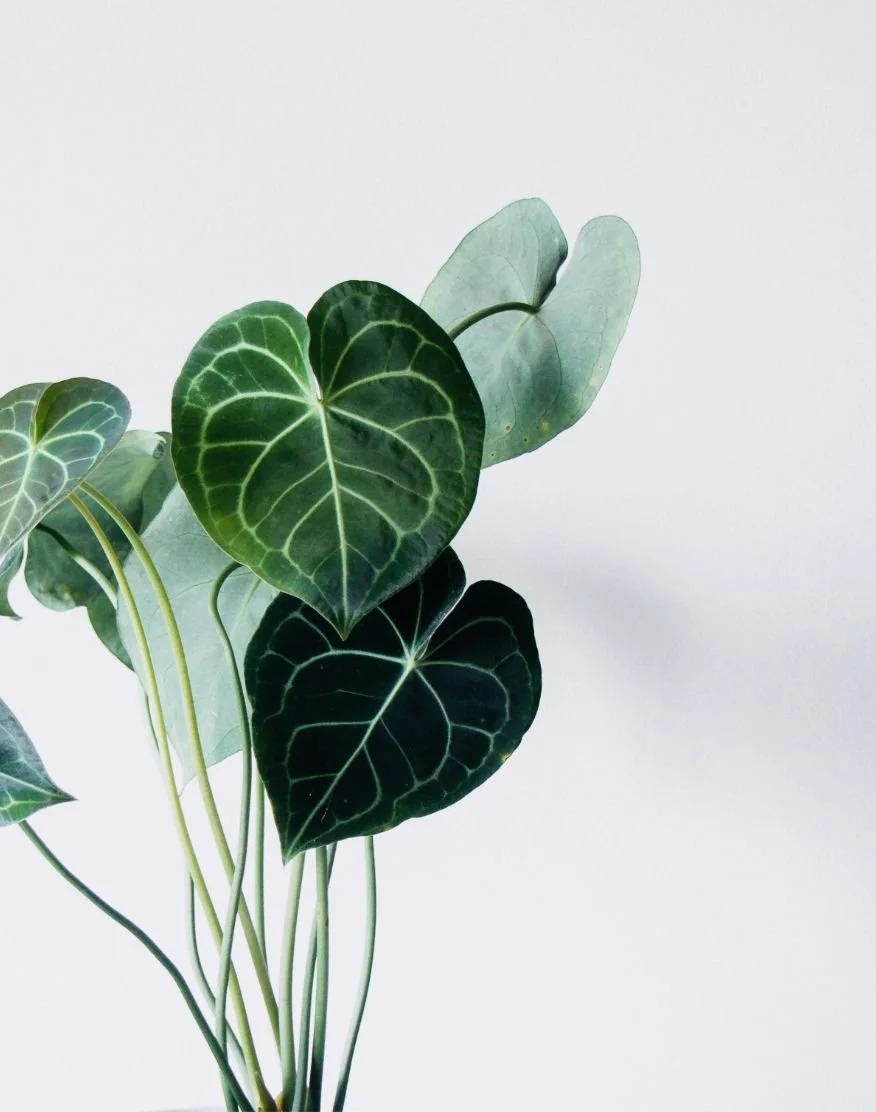 Close-up of green and dark green heart-shaped leaves of an indoor plant against a plain white background.