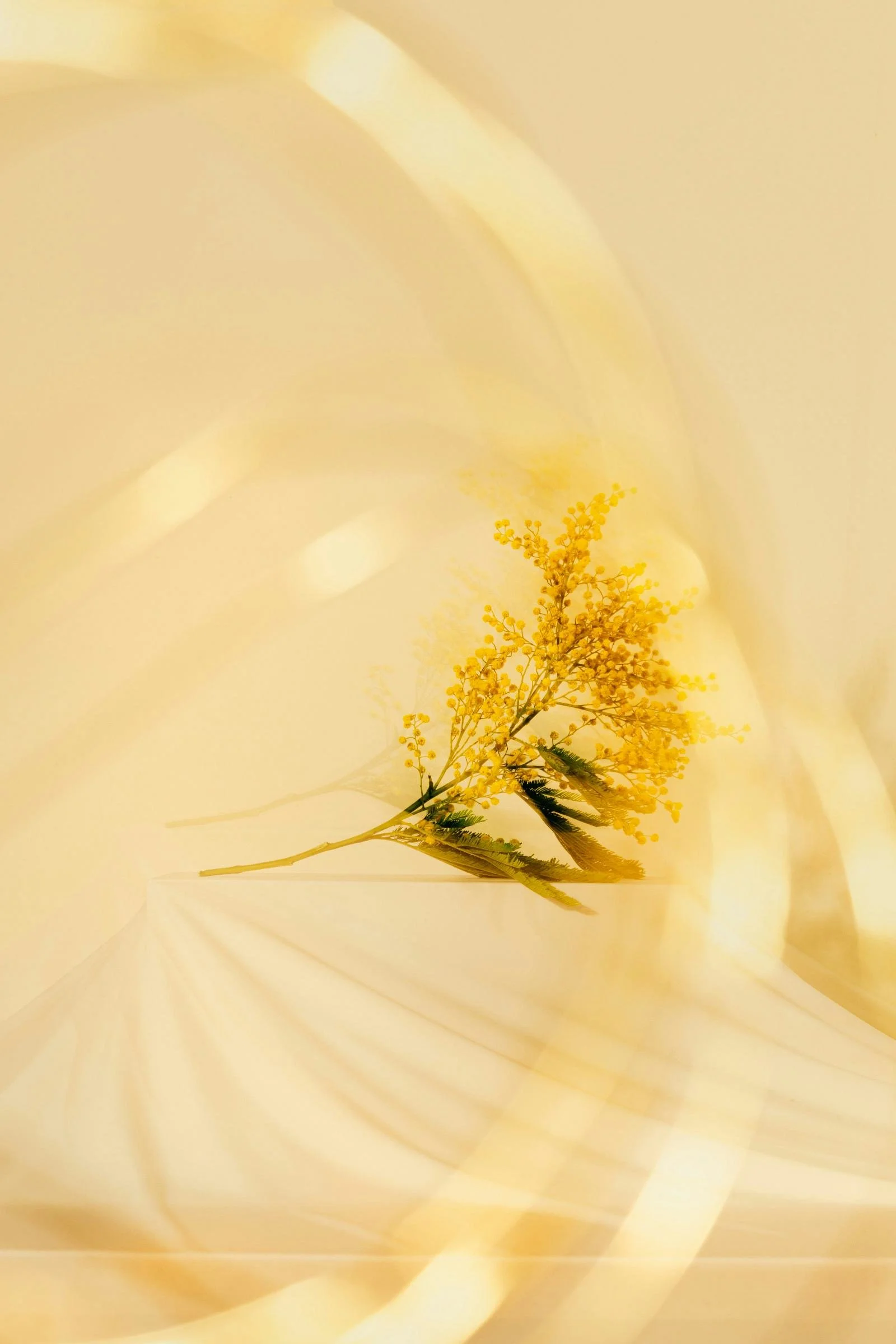 A delicate yellow flower with green leaves on a soft, flowing yellow and cream background.