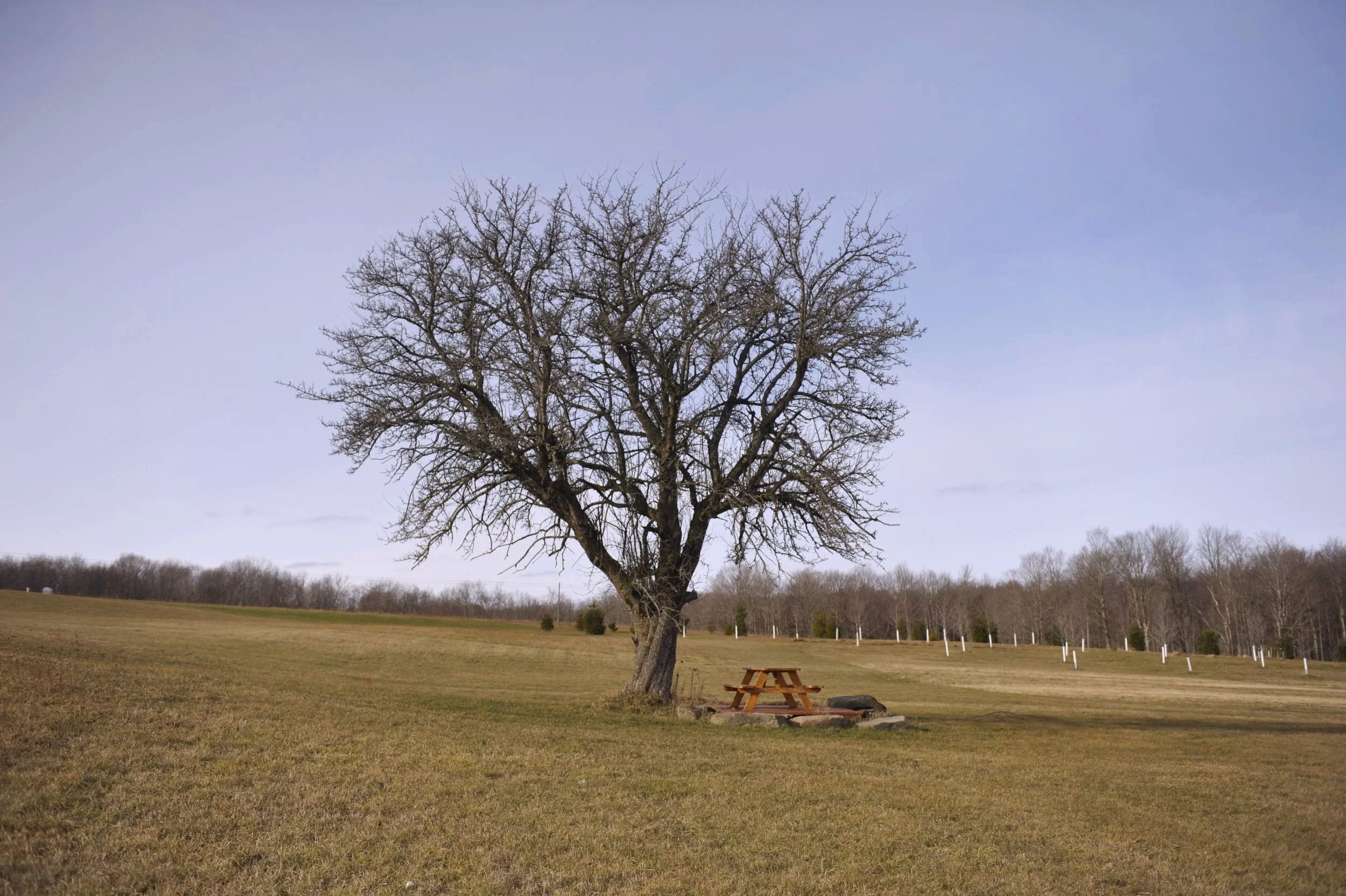 A leafless tree in an open grassy field with a picnic table at its base and a distant tree line under a blue sky.