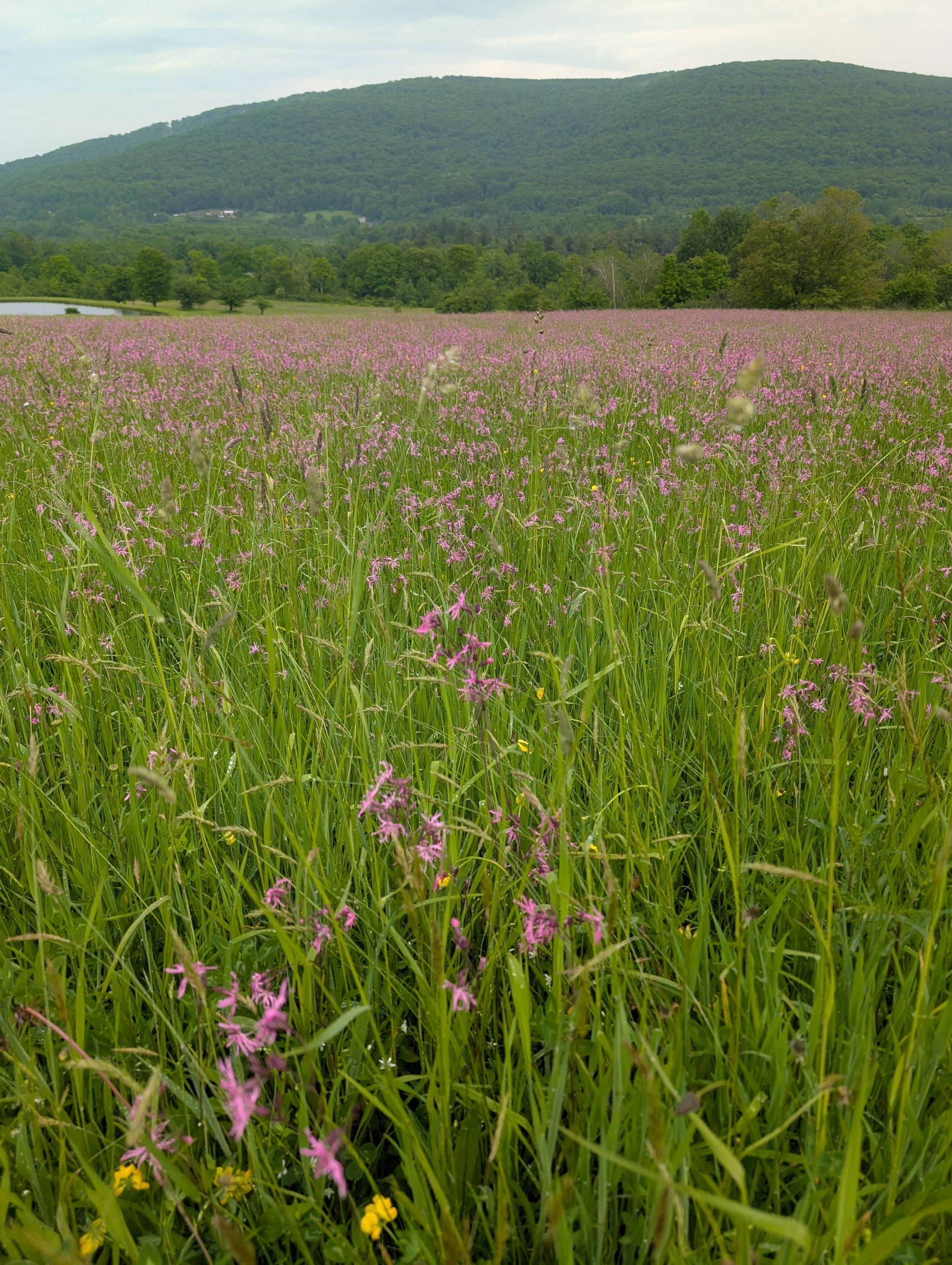A wide view of a grassy field filled with pink and yellow wildflowers with a large green hill in the background, under an overcast sky.