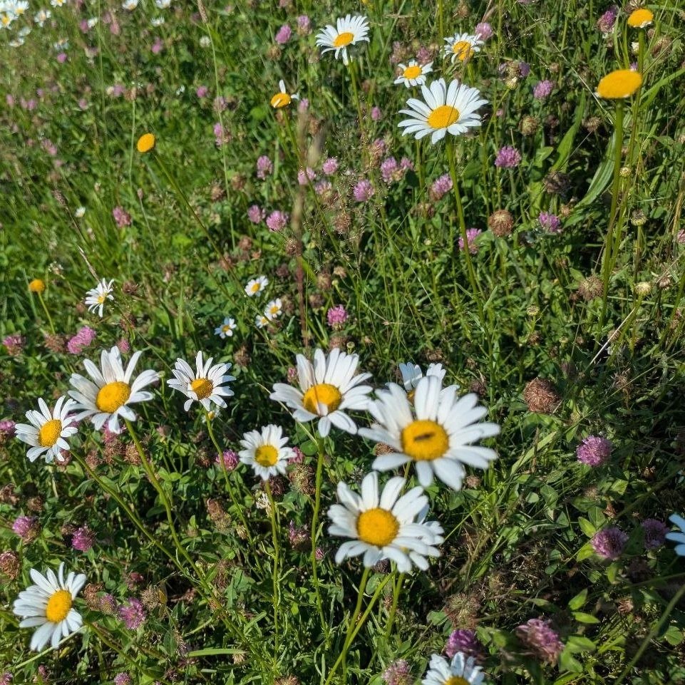 A wildflower meadow with white daisies with yellow centers, small purple flowers, and green grass.