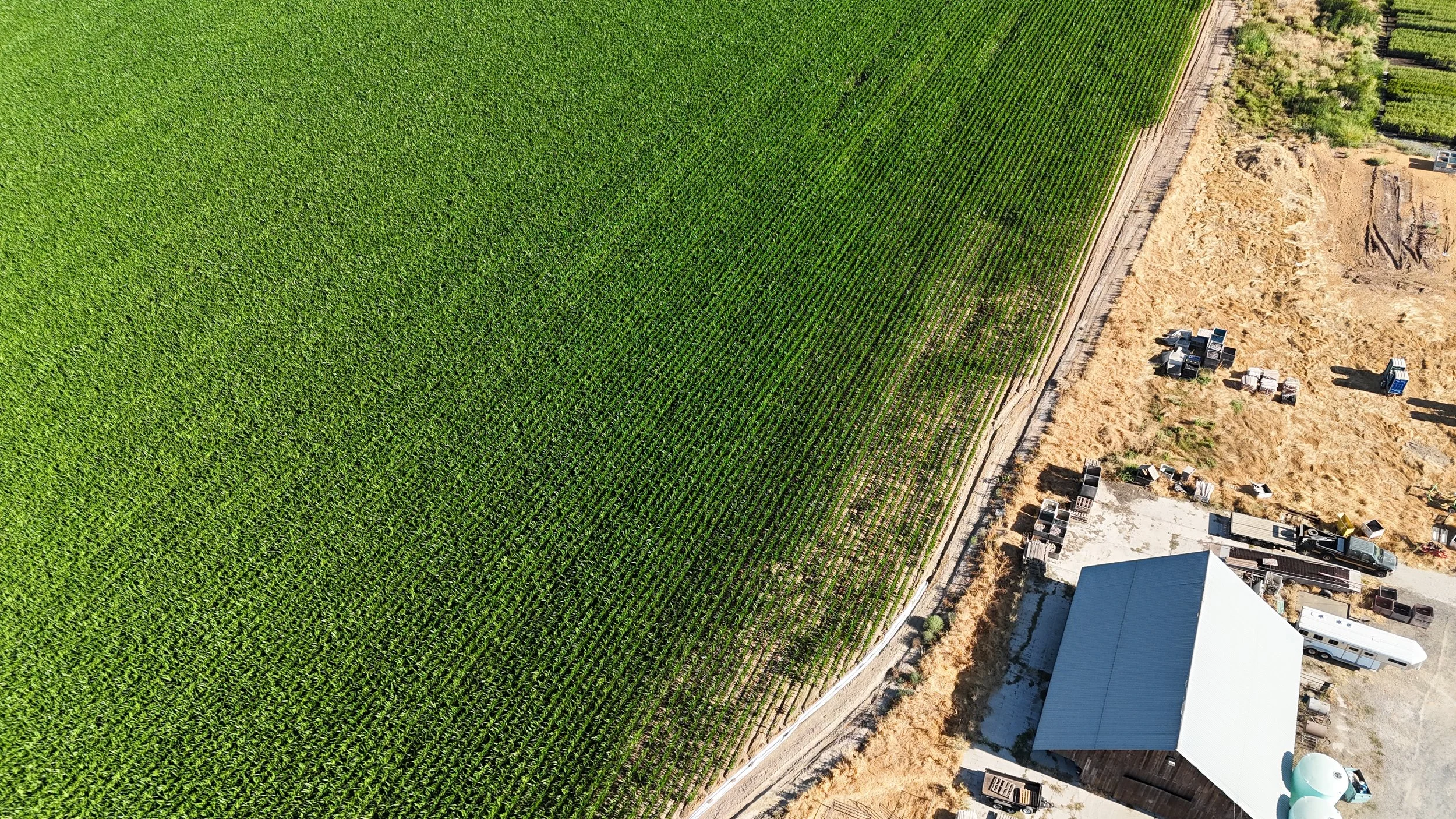 Agriculture, crop health, crop, trees, corn, California, Oakdale, imagery, photography, videography, inspections, creation, drone, certified, beautiful, terradrone