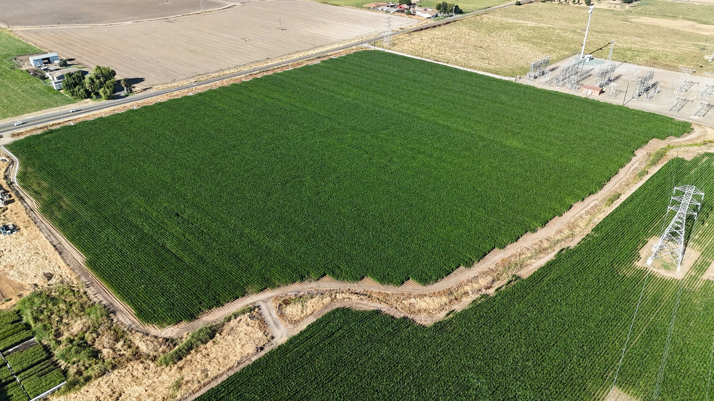 Agriculture, crop health, crop, trees, corn, California, Oakdale, imagery, photography, videography, inspections, creation, drone, certified, beautiful, terradrone
