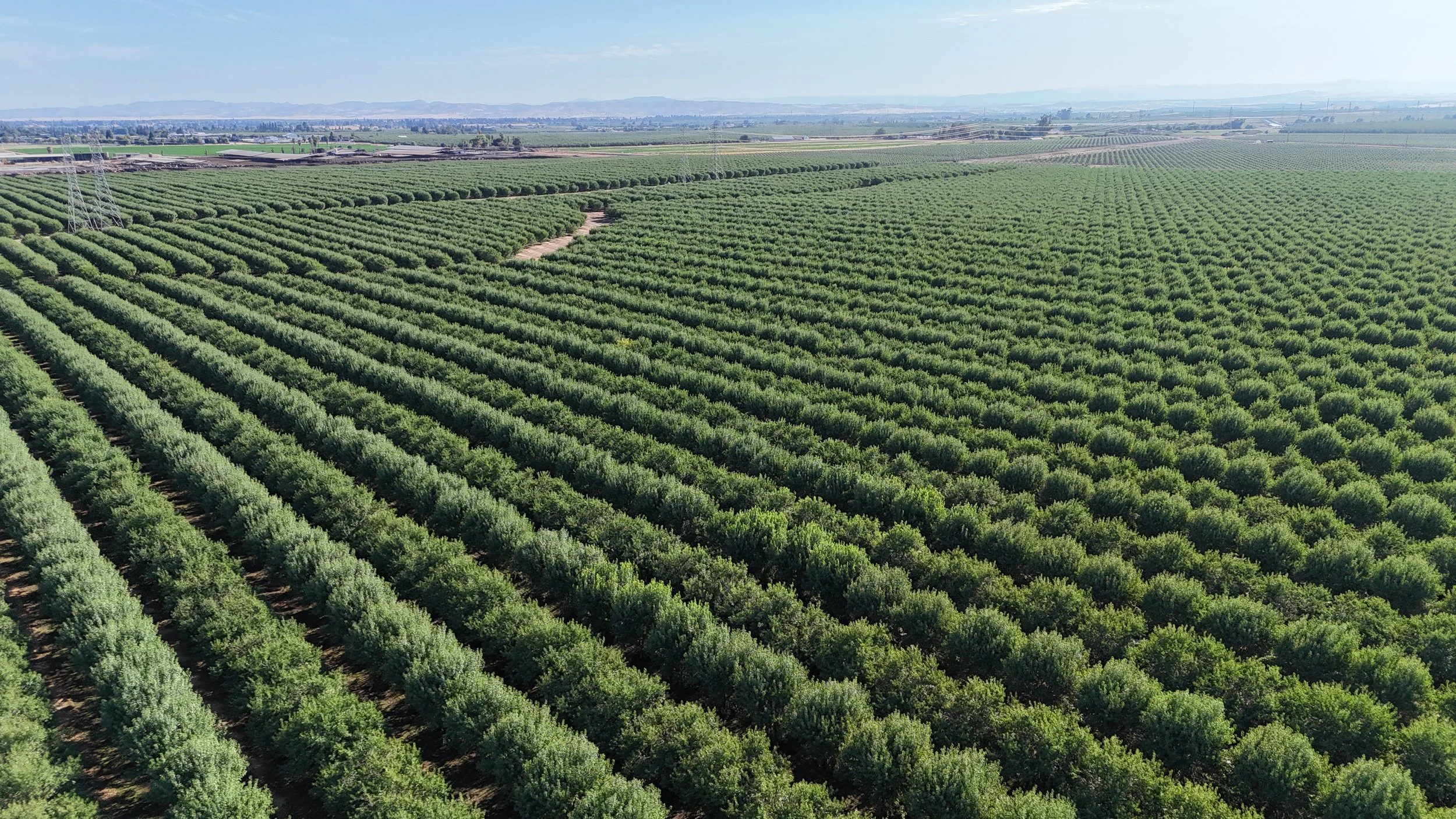 Agriculture, crop health, crop, trees, corn, California, Oakdale, imagery, photography, videography, inspections, creation, drone, certified, beautiful, terradrone