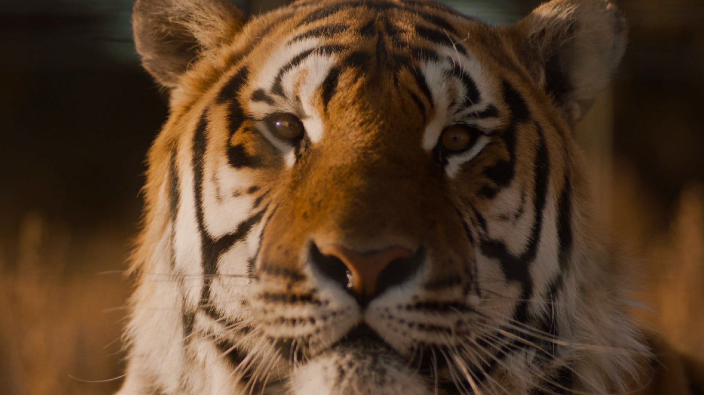 Netflix Tiger King 2 The Whisperer