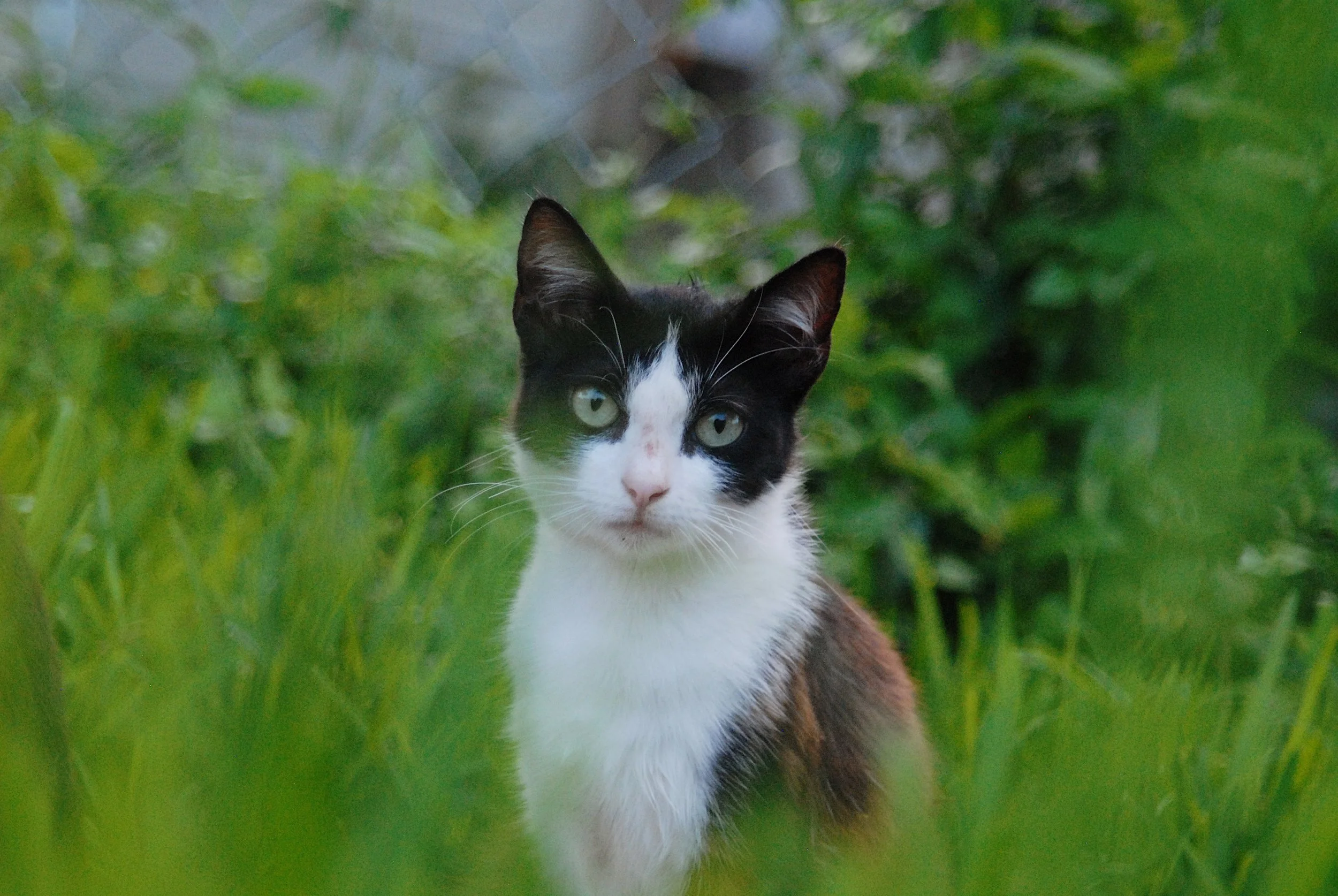 A black and white cat sitting amidst green foliage, looking directly at the camera with light-colored eyes.