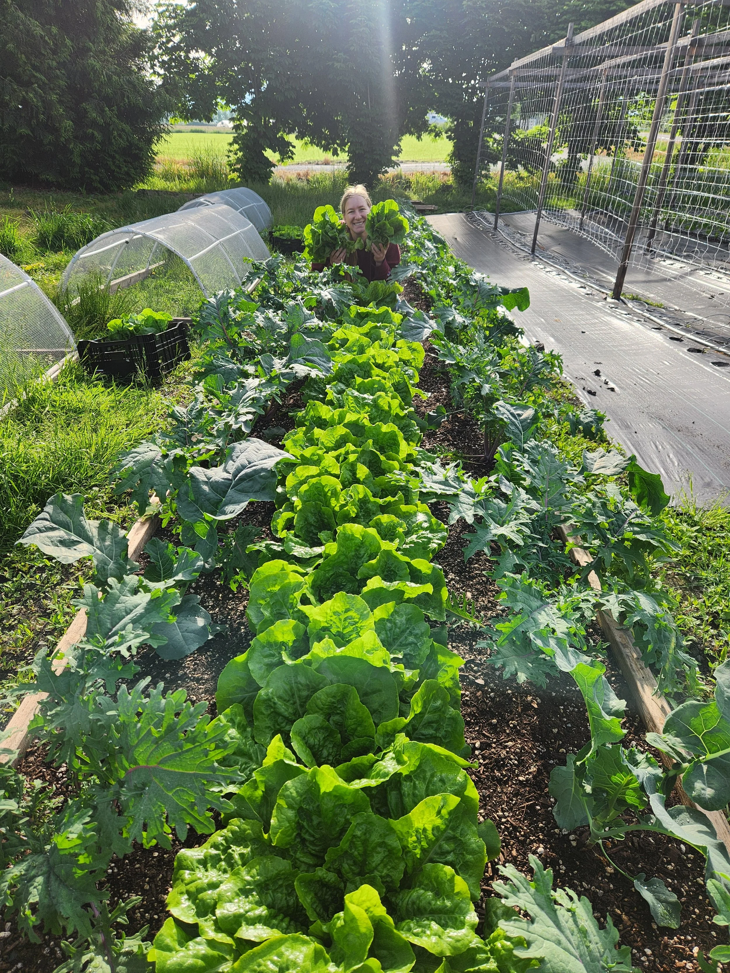 A woman holding large heads of lettuce in a vegetable garden with lush leafy greens, raised beds, and a sunny outdoor setting.