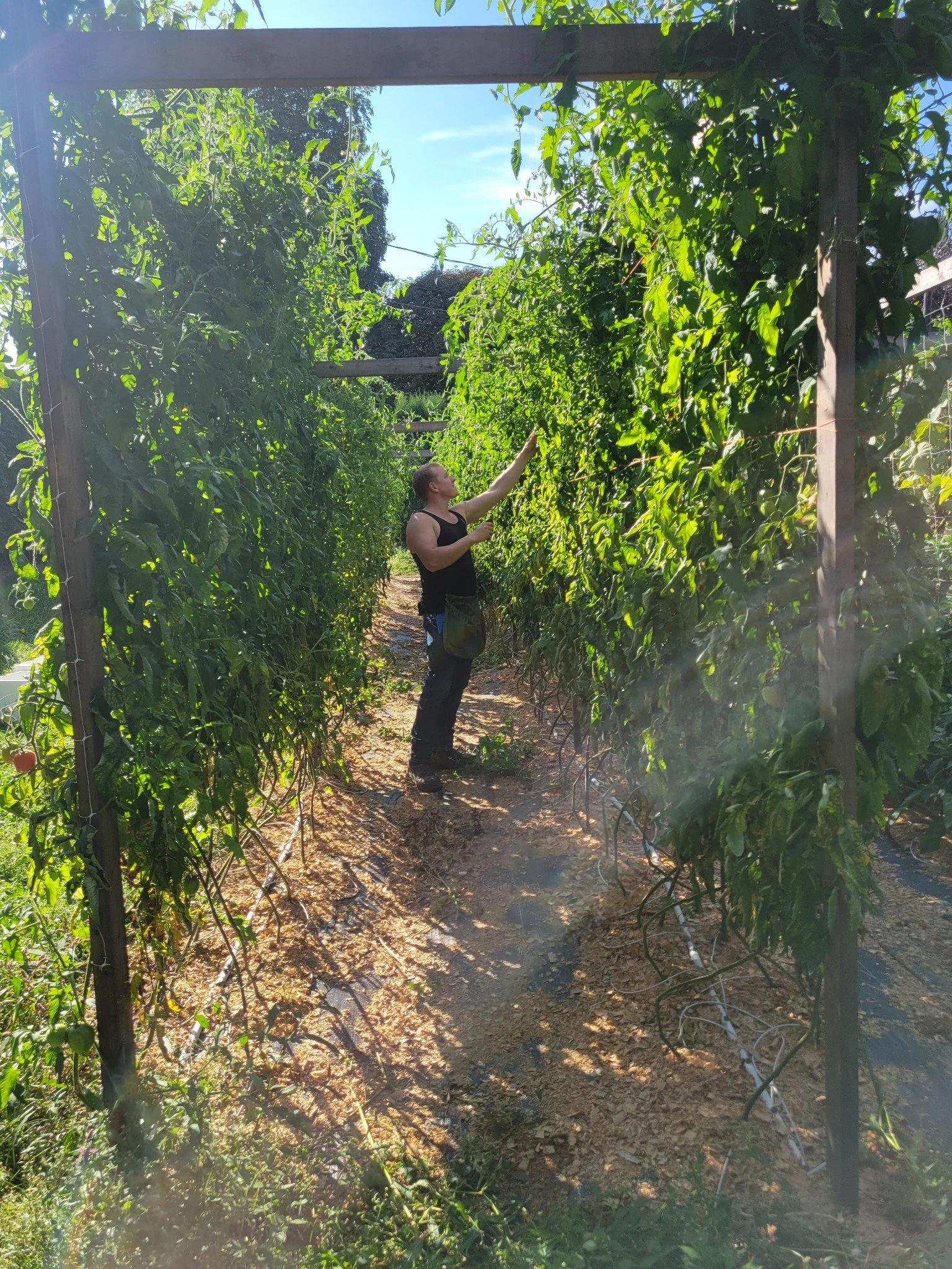 A woman in a black tank top and jeans picking tomatoes in a lush green tomato garden with wooden supports and a sunny sky.