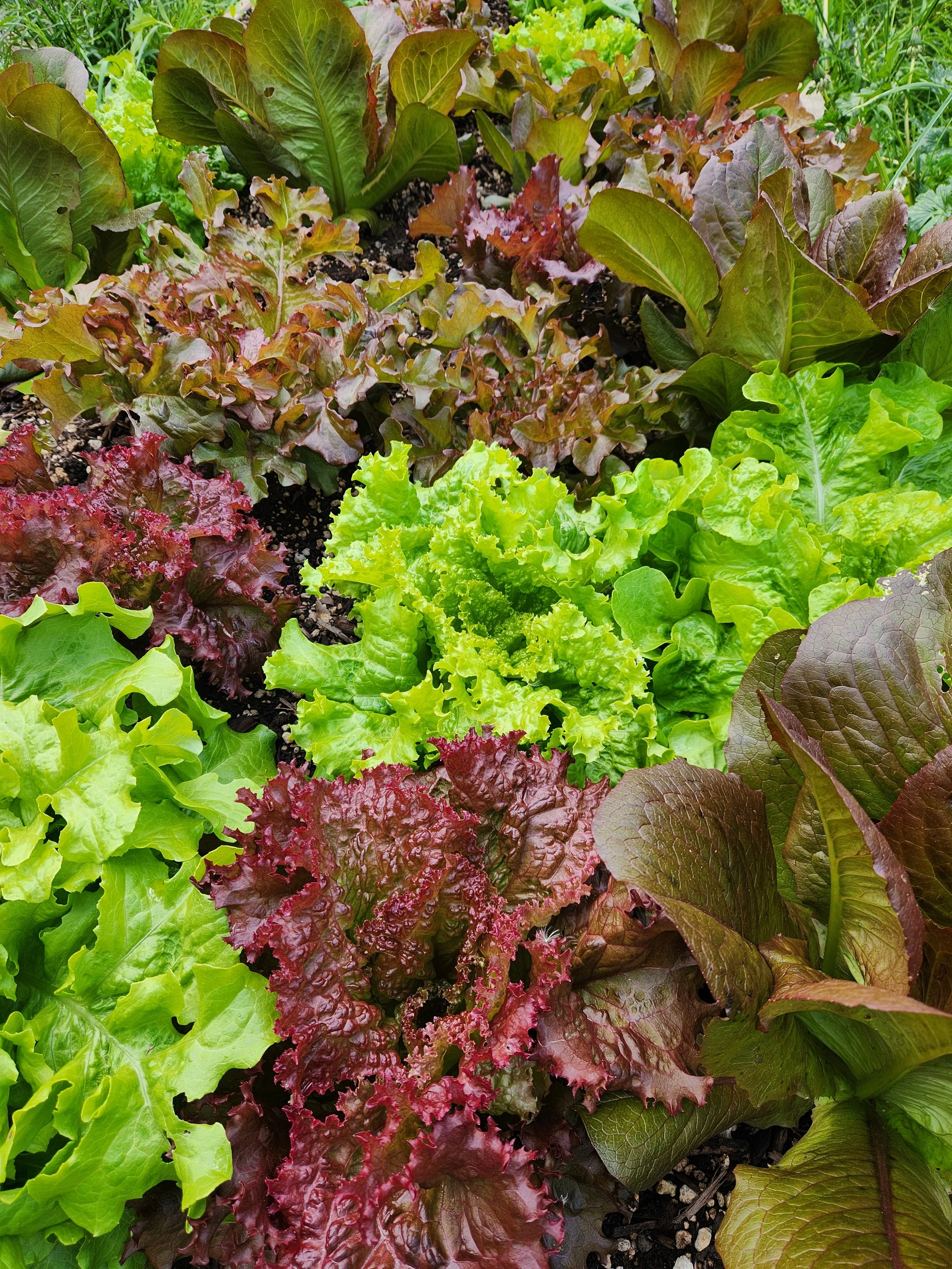 Spring Mix