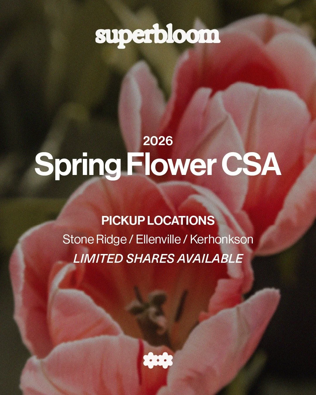 I'm thrilled to announce my first flower CSA for spring! We'll be offering an array of specialty tulips, heirloom narcissus, and other early blooms for a 5-week subscription from mid-April through May.

Pickup will be available at @morningsunshine.ma