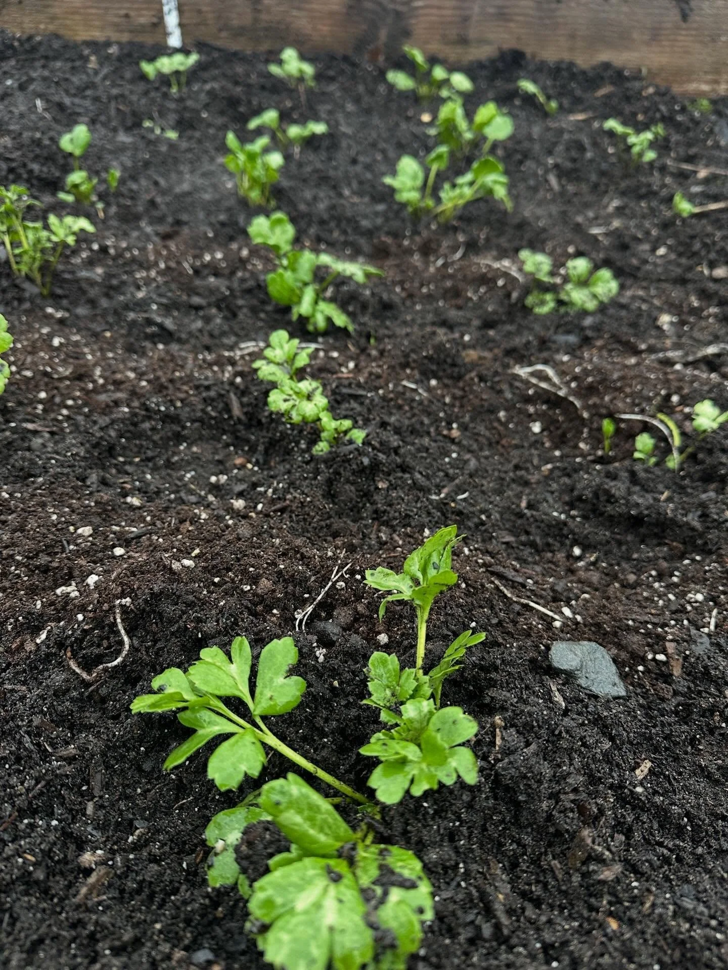Ranunculus, tulips and daffodils slowly peeking through for spring blooms. (Plus my assistant found all the best rocks from the gravel ☺️)