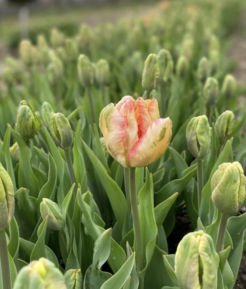 Screen Shot 2026-01-05 at 10.56.09 AM.png