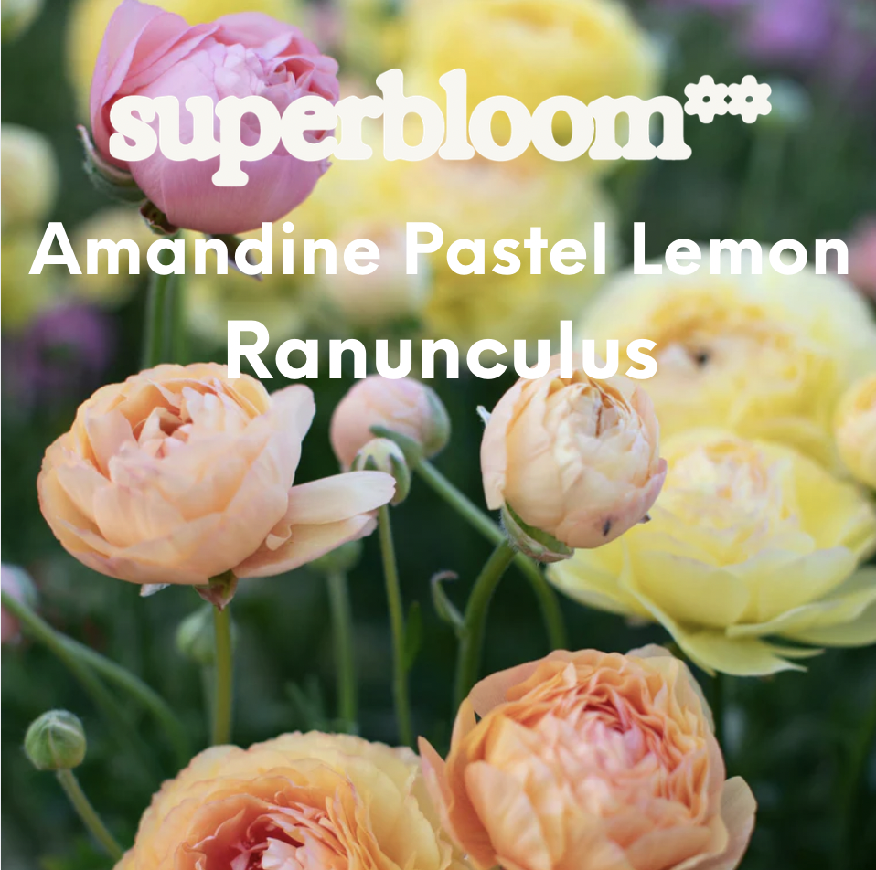 Screen Shot 2026-01-27 at 10.02.48 PM.png