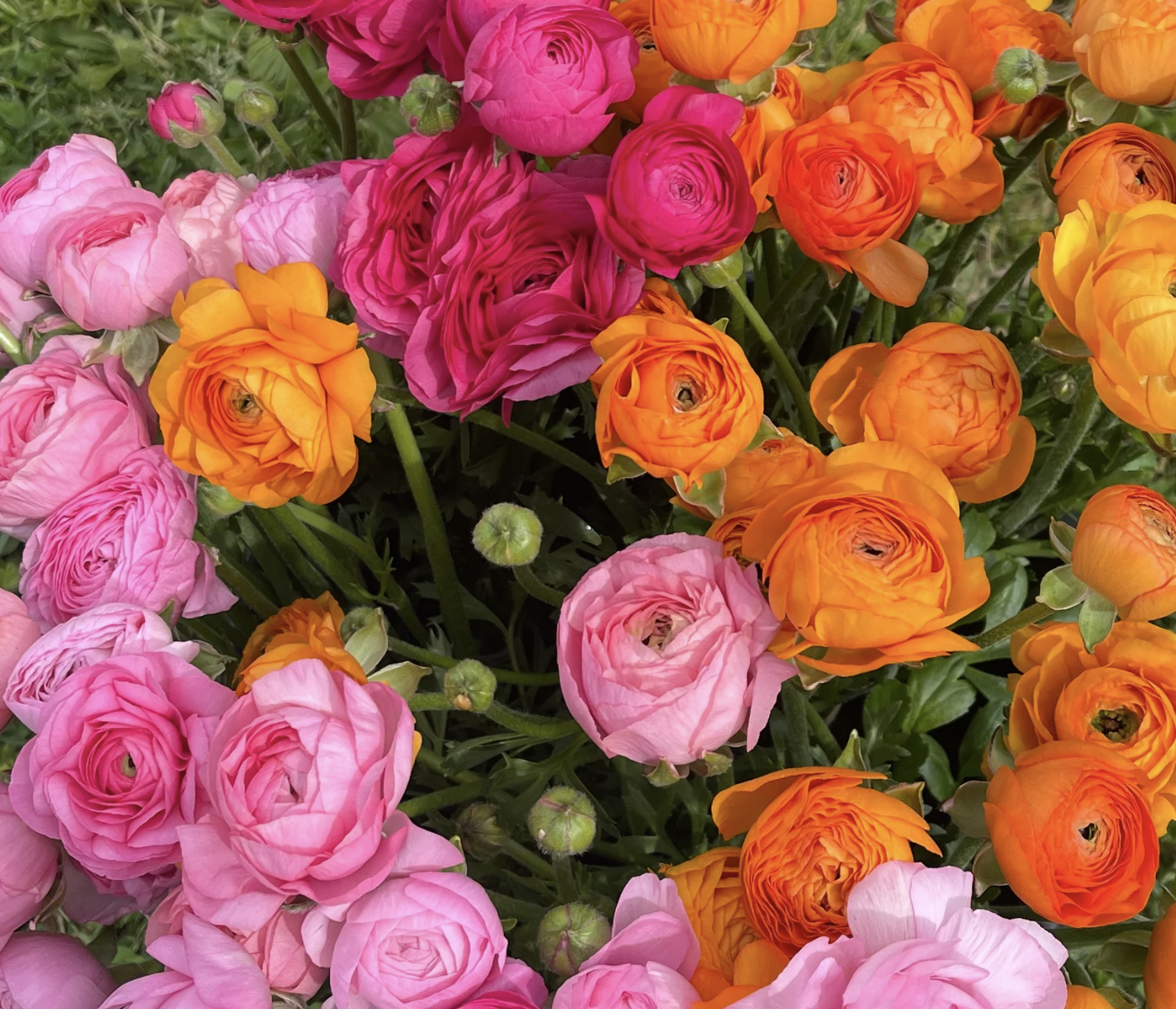 Amandine Ranunculus Corms