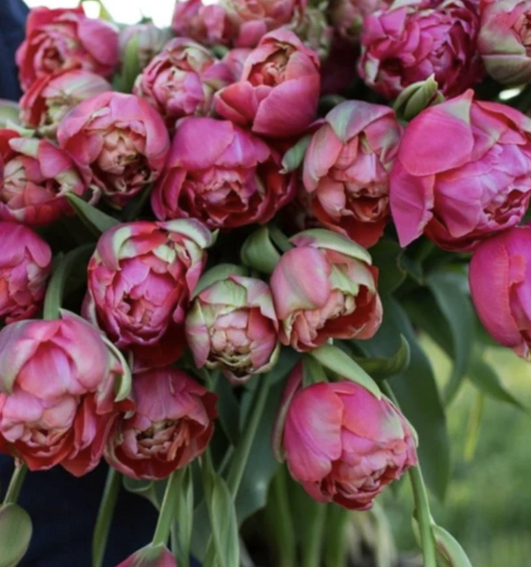 Spring CSA Subscription