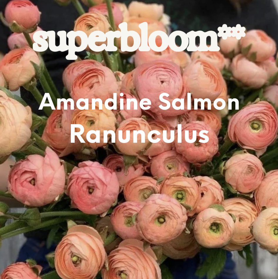 Screen Shot 2026-01-27 at 10.13.56 PM.png