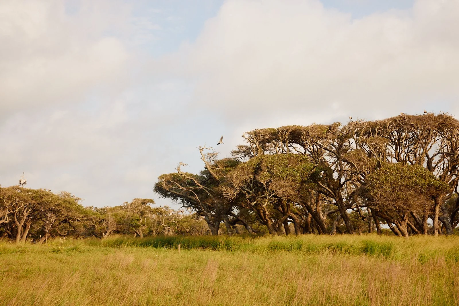 BentOaks.Rookery.Rockport.MS 46.jpg