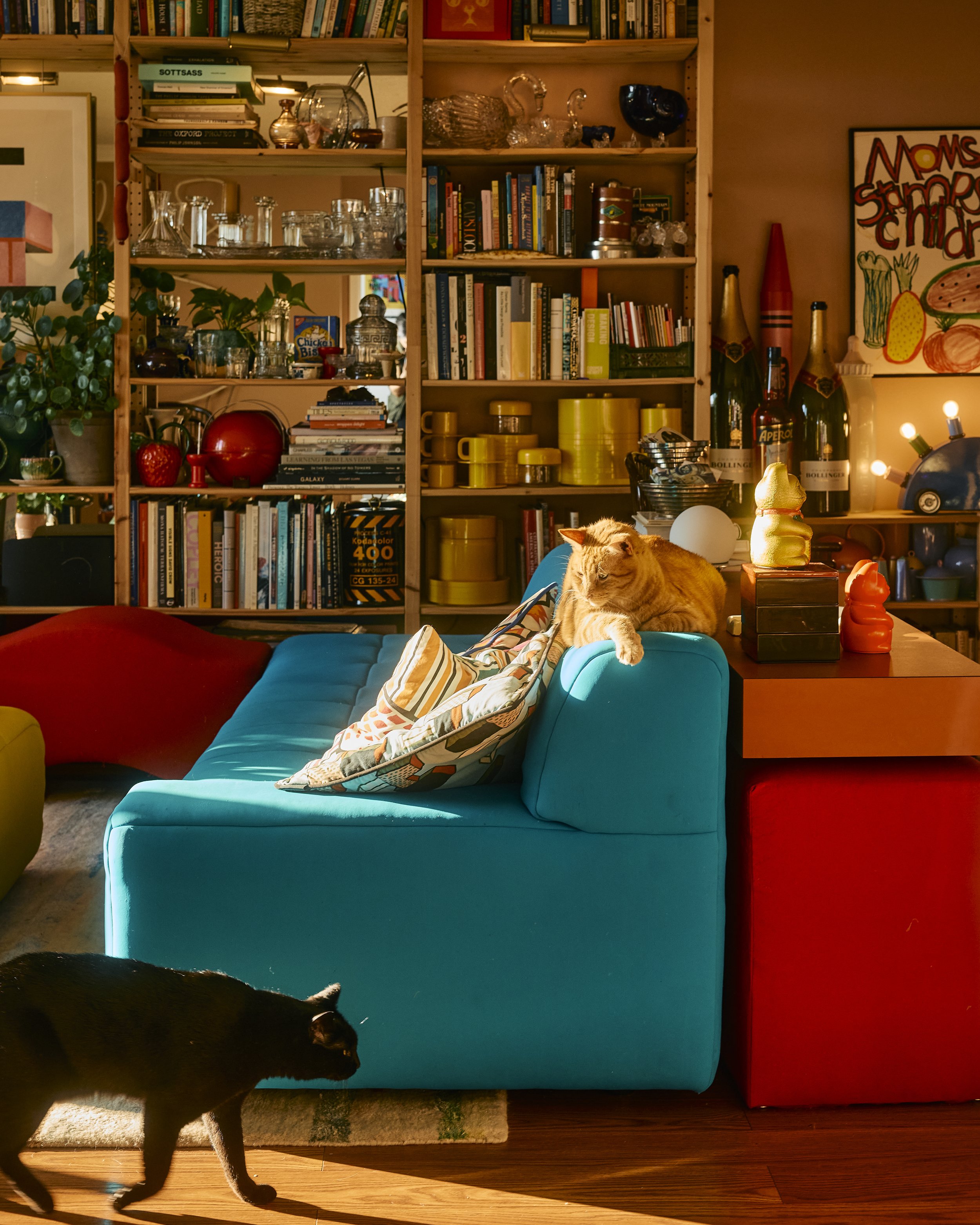 Stu the cat in his apartment in Houston, TX. Image by Austin-based portrait and lifestyle photographer, Mackenzie Smith.
