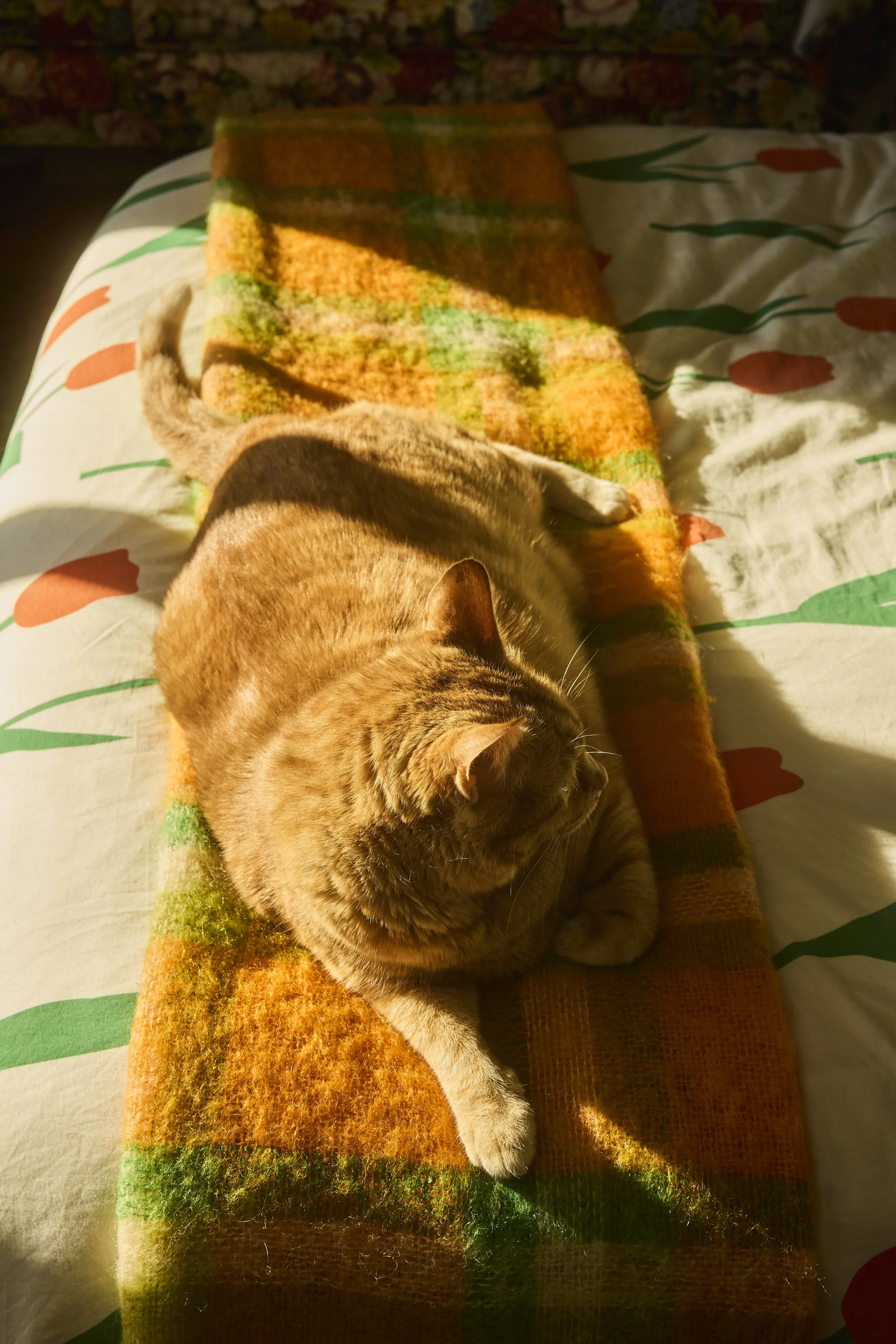 Stu the cat, an orange tabby, sun bathes on his green and orange colored bed in Zach and Taylor's Houston, TX apartment. Image by Austin-based lifestyle photographer, Mackenzie Smith.