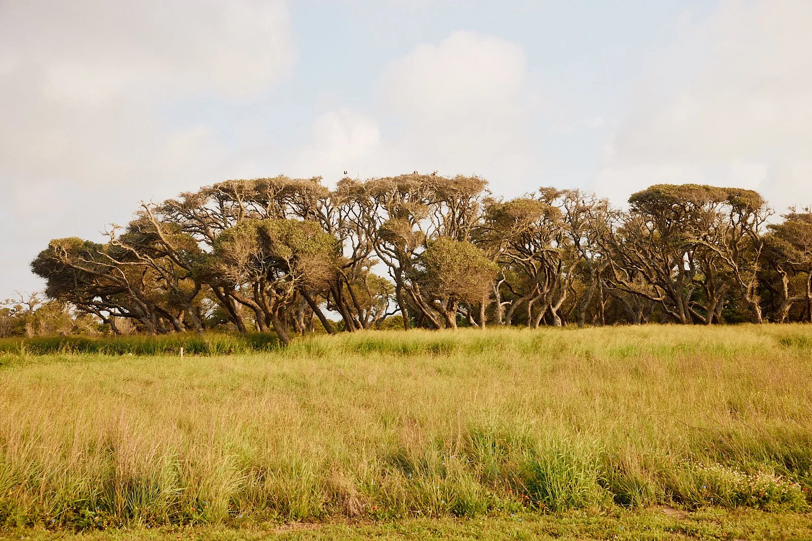BentOaks.Rookery.Rockport.MS 12.jpg