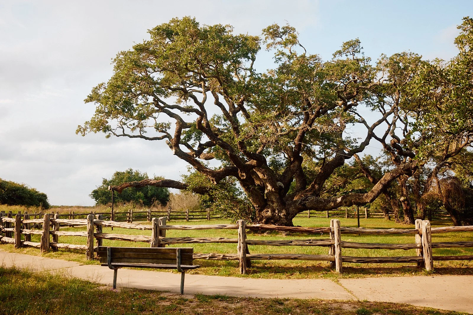 BigTreeGooseIsland.Rockport.MS 18.jpg