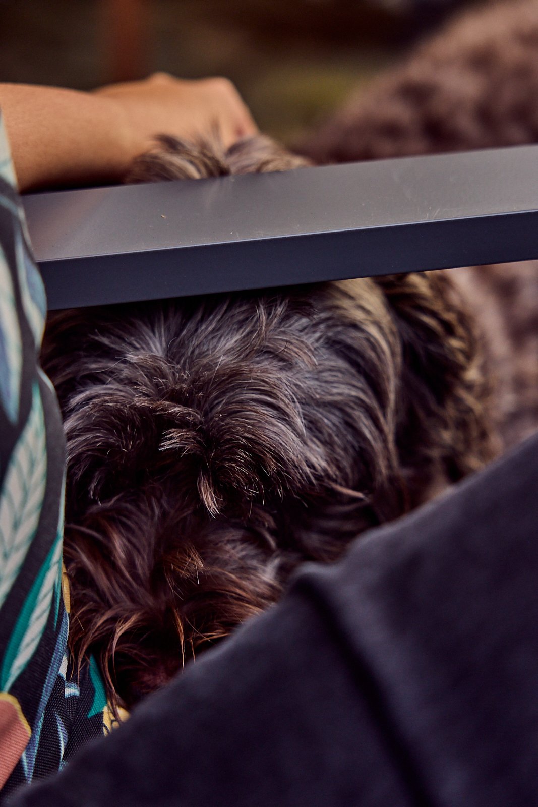 Alexander and Bobby's dog. Image by Austin-based lifestyle photographer, Mackenzie Smith.