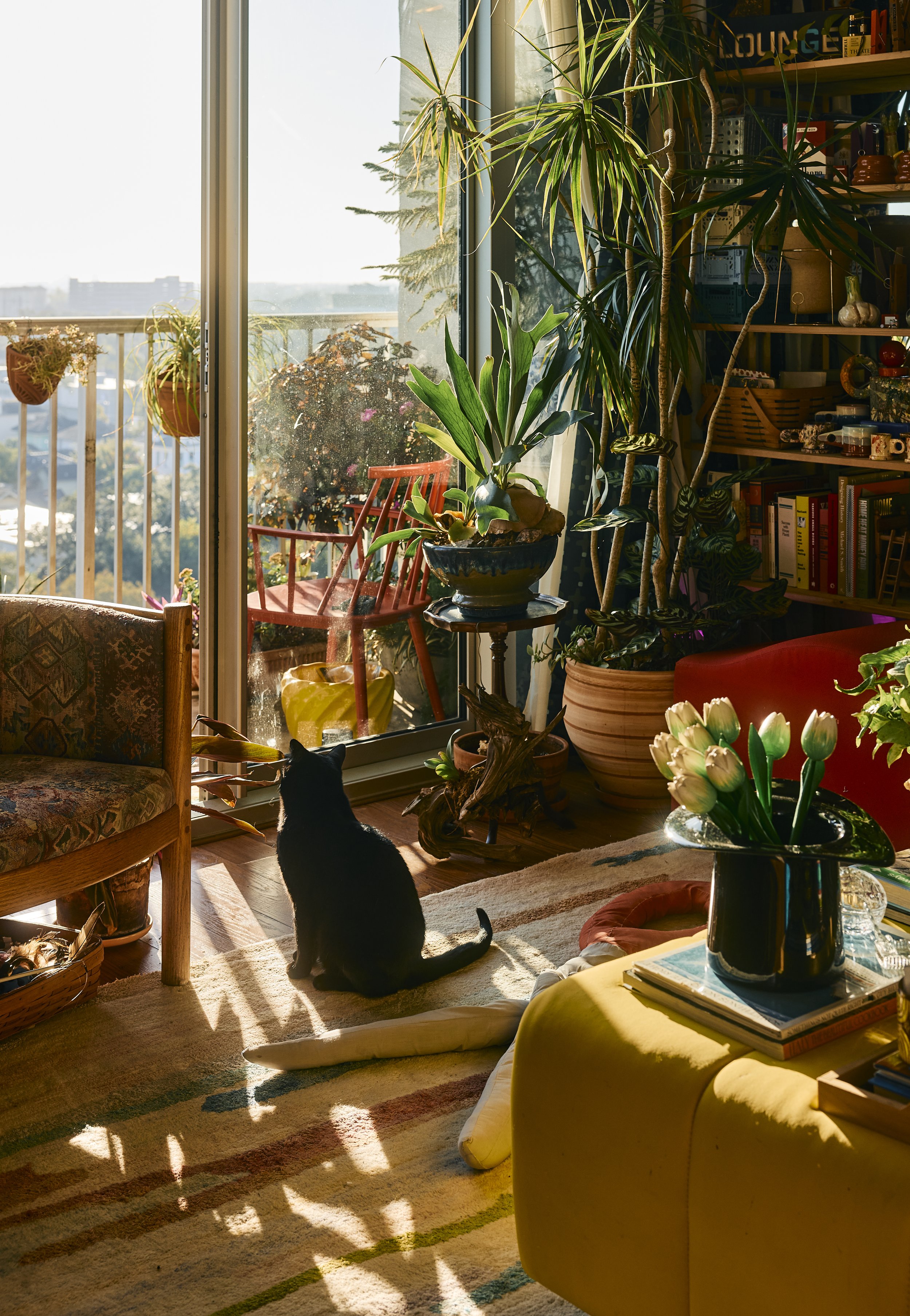 Louie the cat stares out of the large balcony window in his Houston, TX apartment. Image by Austin-based lifestyle photographer, Mackenzie Smith.