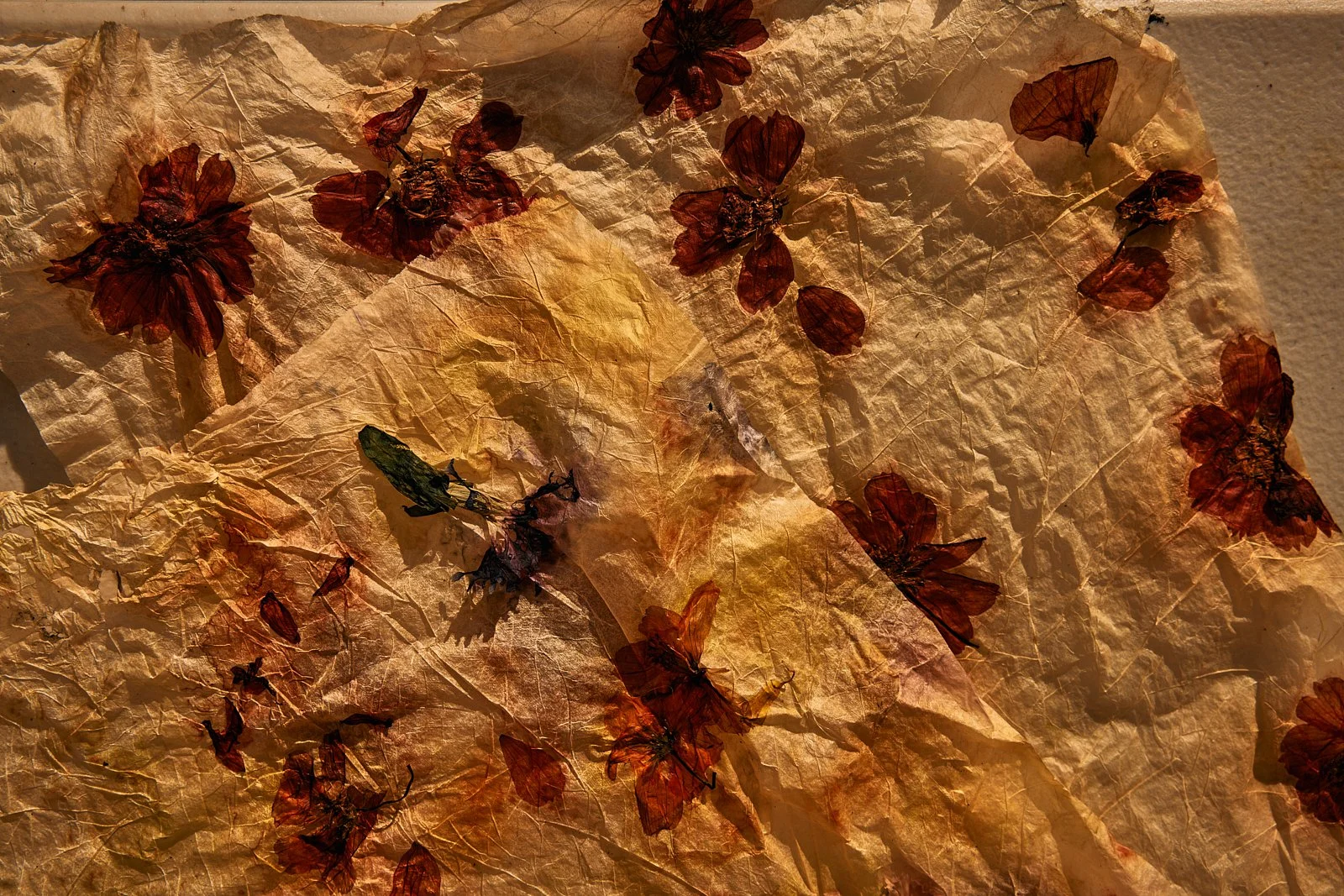 AimeeNelson.MSK 60.jpg