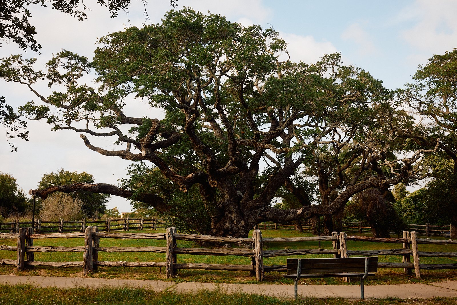 BigTreeGooseIsland.Rockport.MS 3.jpg