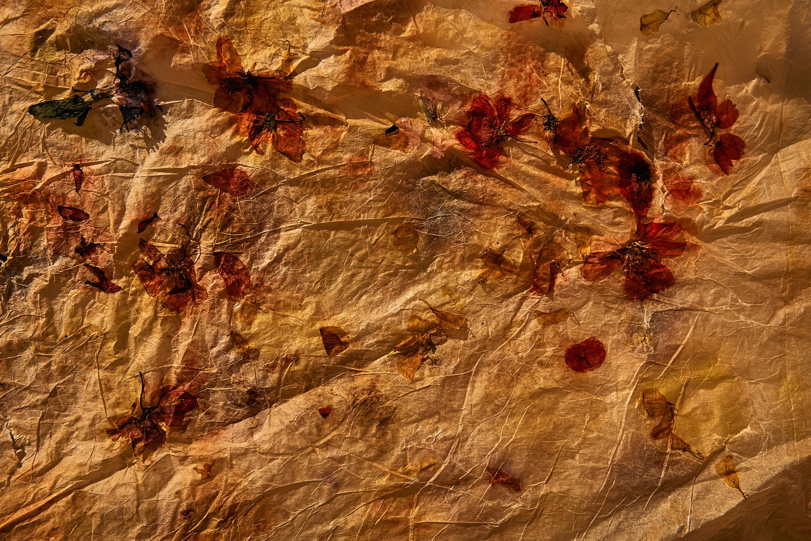 AimeeNelson.MSK 59.jpg