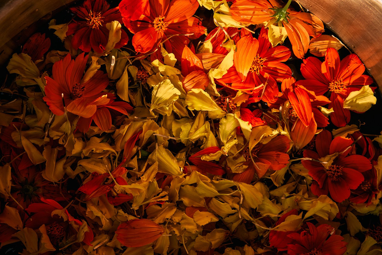 AimeeNelson.MSK 42.jpg