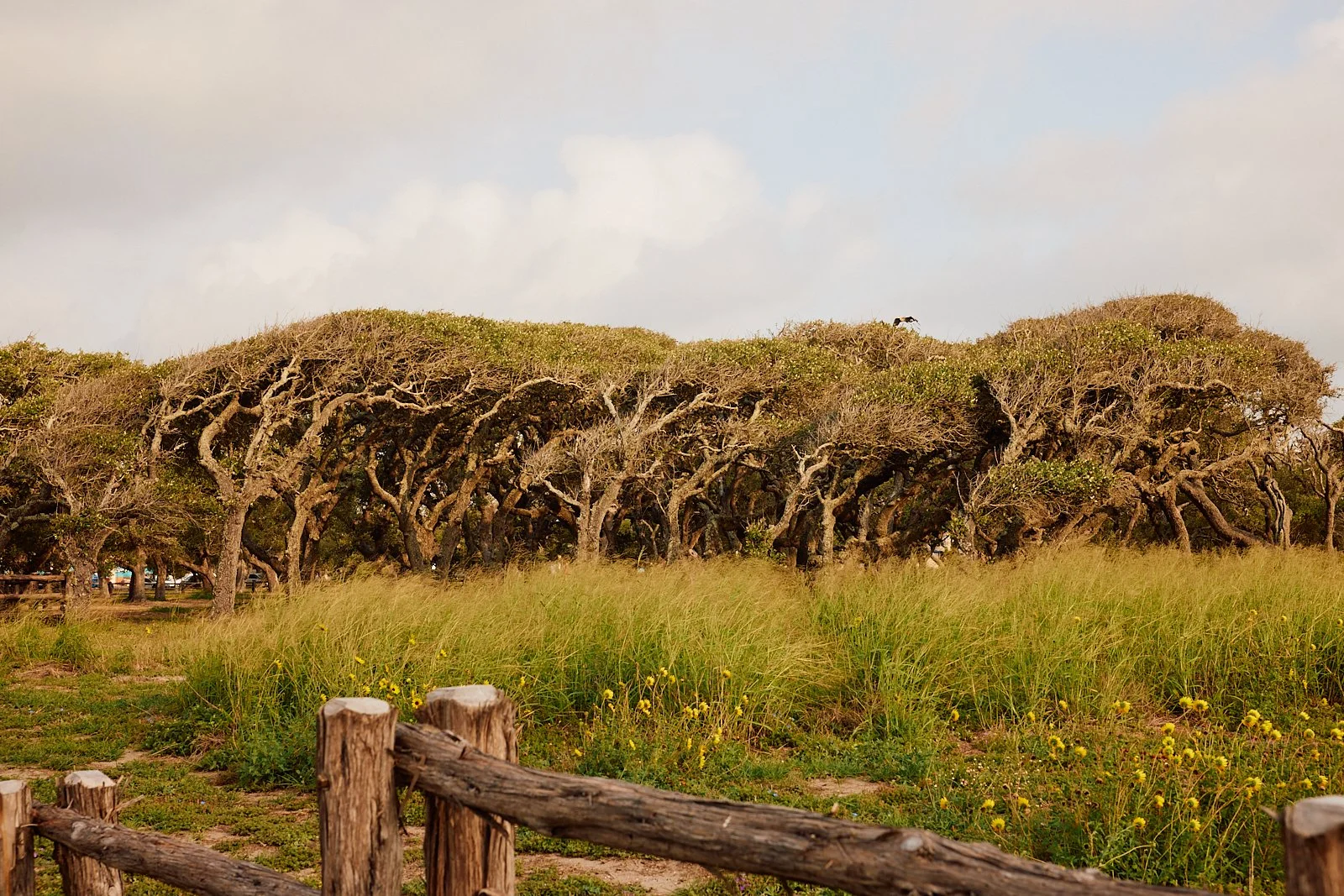BentOaks.Rookery.Rockport.MS 62.jpg