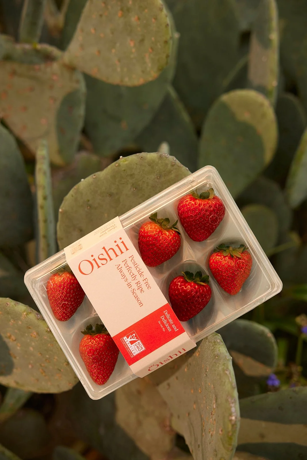 032025.Oishii.MackenzieSmith.8532-Edit2 Liese Rose.jpg