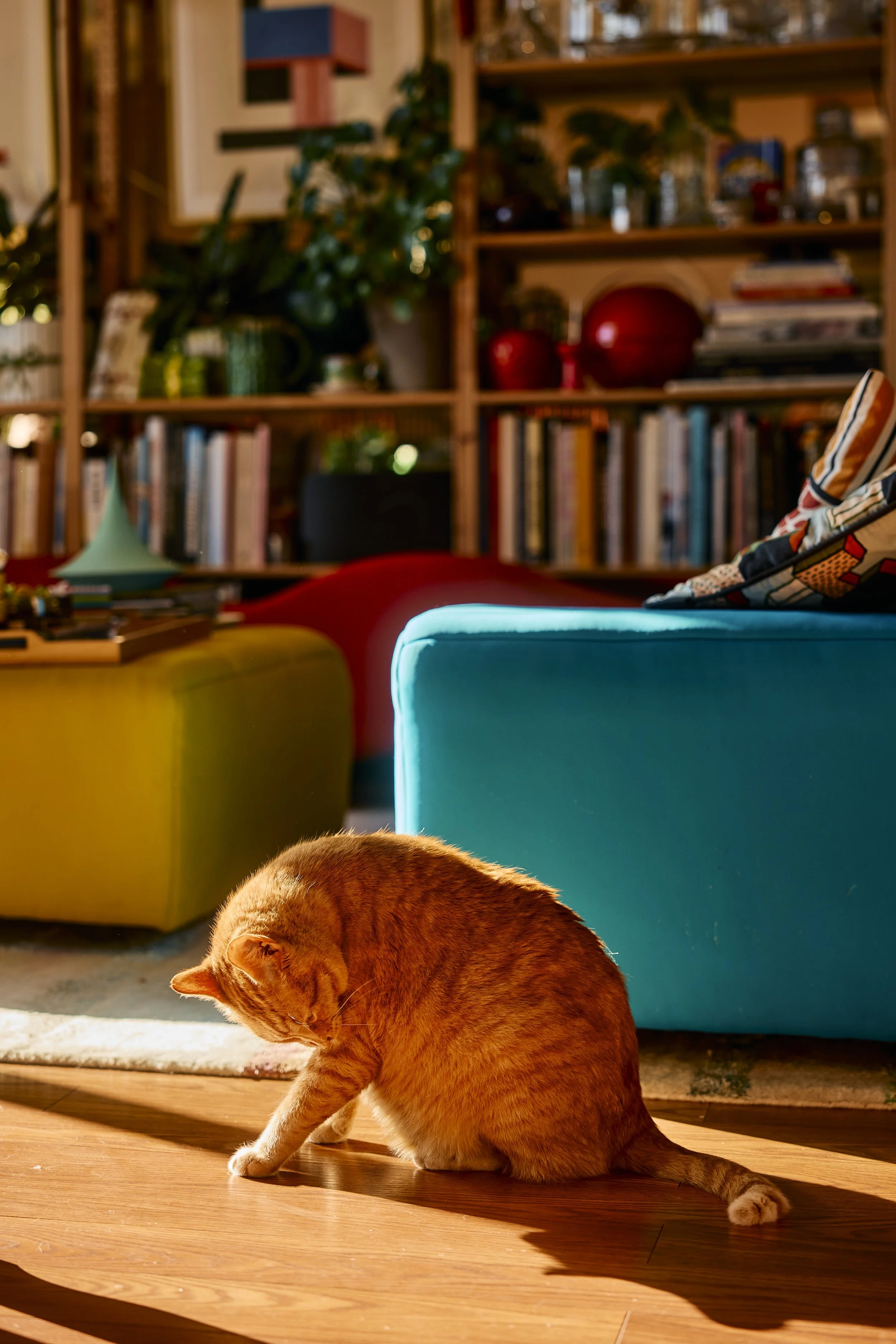 Stu the cat, an orange tabby, in his living room, Houston, TX. Image by Austin-based portrait and lifestyle photographer, Mackenzie Smith.