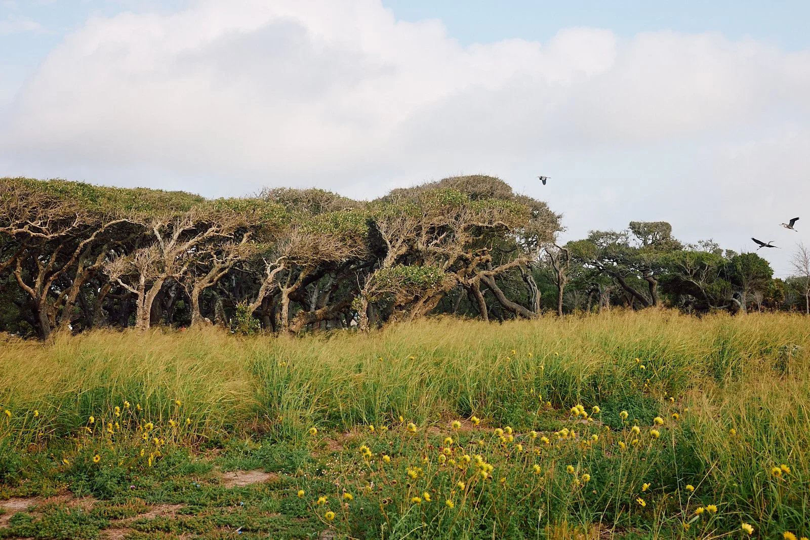 BentOaks.Rookery.Rockport.MS 77.jpg