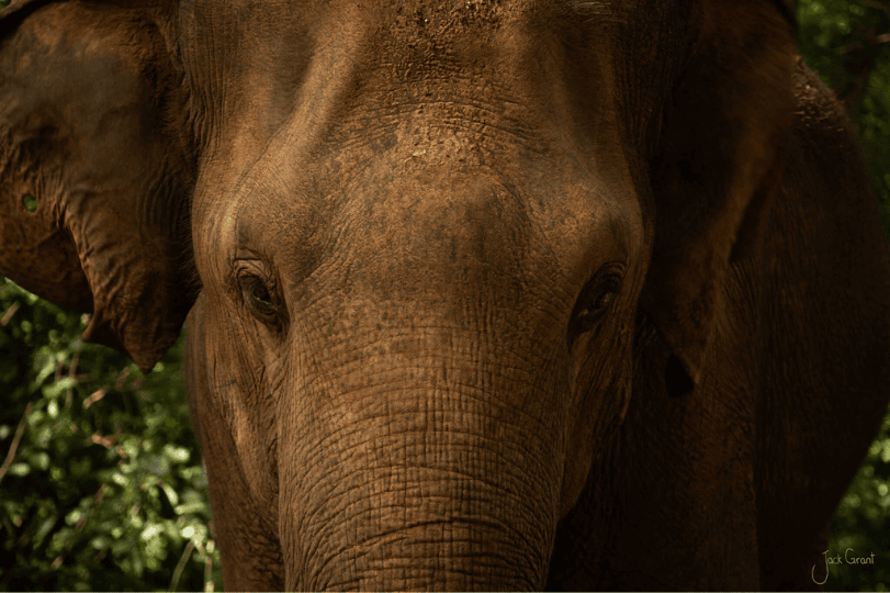 Sri Lankan National Park elephant close up spotted on safari.png