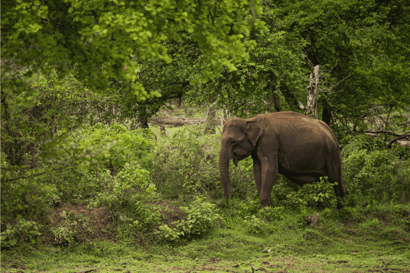 Sri Lankan National Park pregnant elephant spotted on safari.png