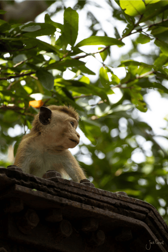 Sri Lankan National Park Macaque monkey spotted on safari.png