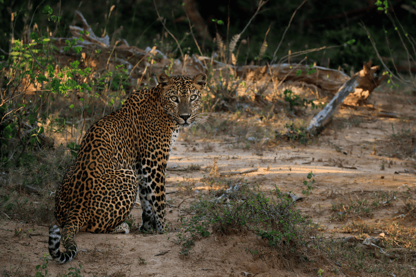 Sri Lankan National Park leopard spotted while on safari.png