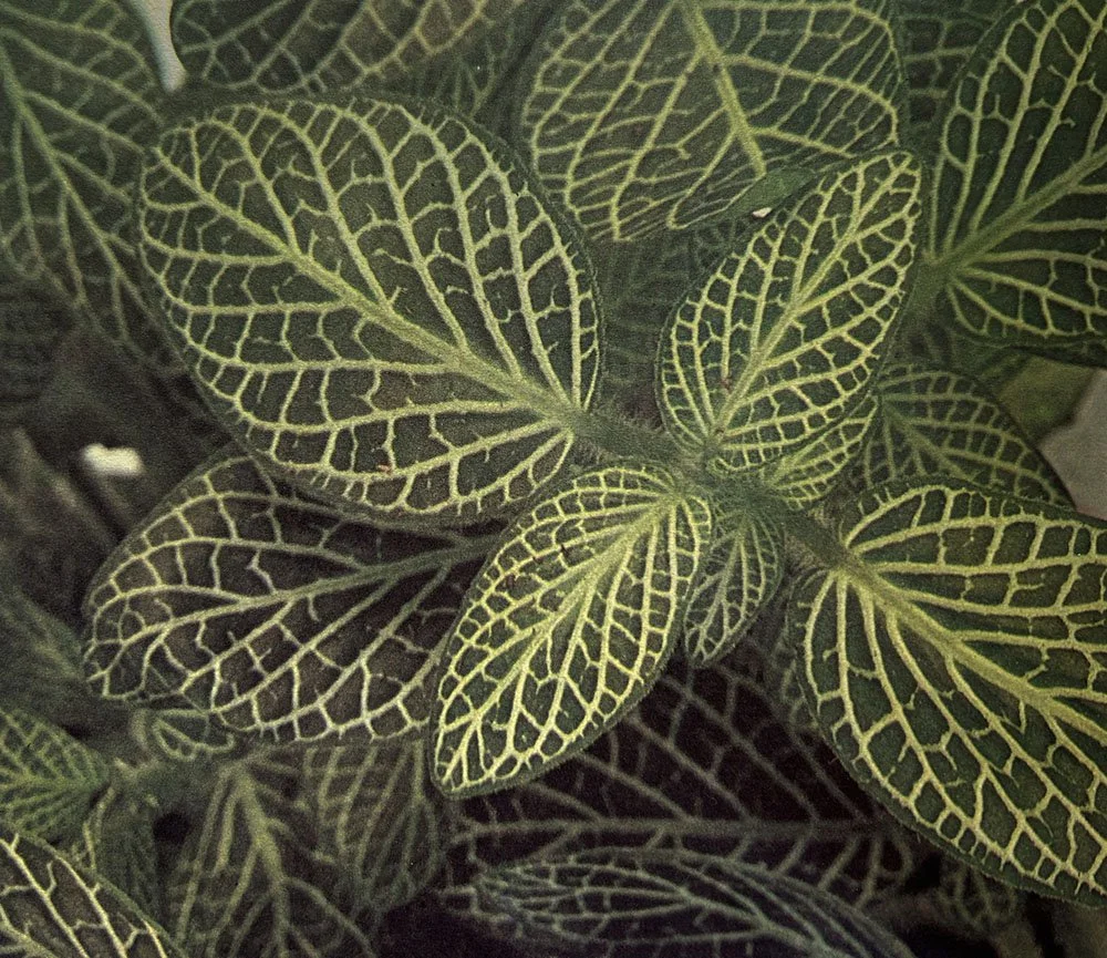 Close-up of green leaves with lighter green-veined patterns.