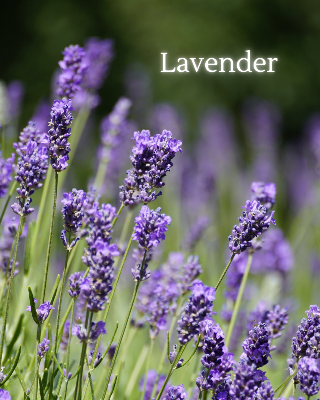 Soothes the nervous system and softens emotional overwhelm. Invites rest, self-compassion, and gentle release.