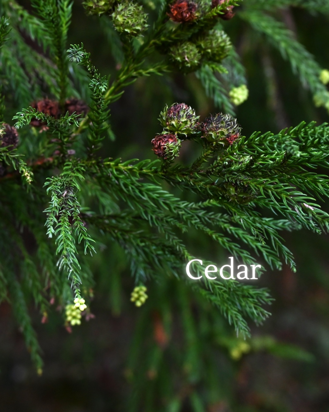 Cedar is grounding and protective. Reminds you of ancestral strength and inner structure.        
