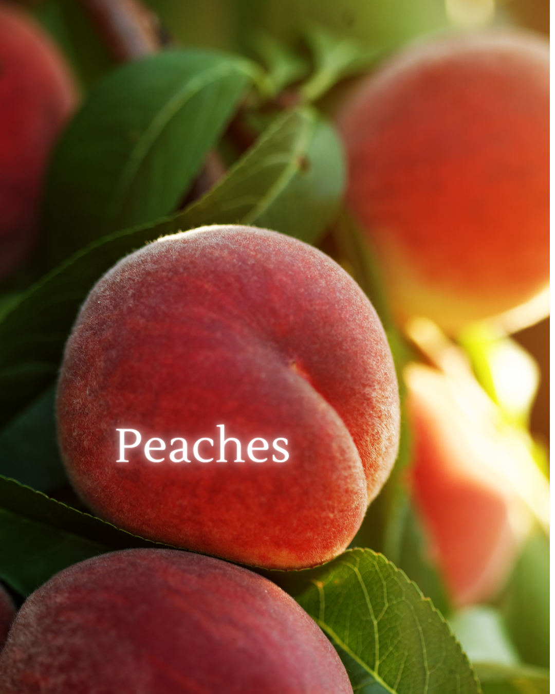 Softens the heart during grief and emotional tenderness. Supports letting go with gentleness.