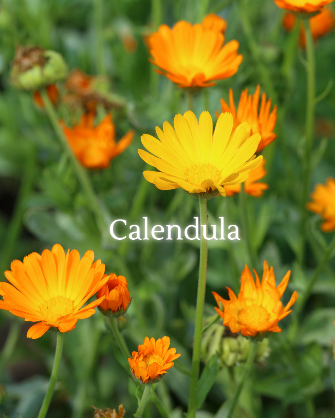 Calendula soothes inflammation — physical and emotional. Encourages self-worth and gentle boundaries.